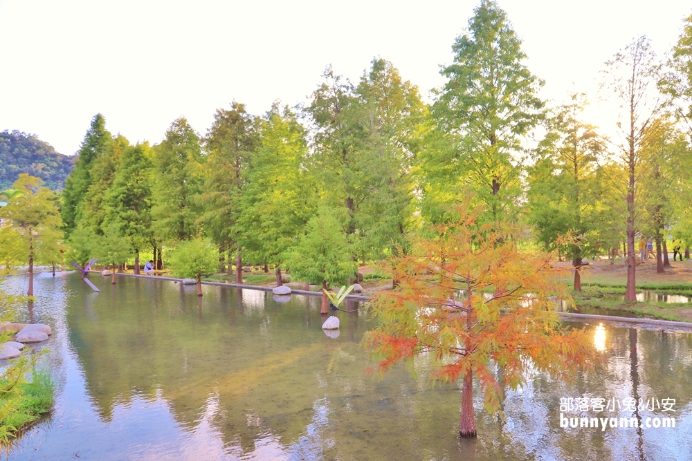 台中泰安落羽松》羽粼落羽松季附近景點一日遊這樣玩
