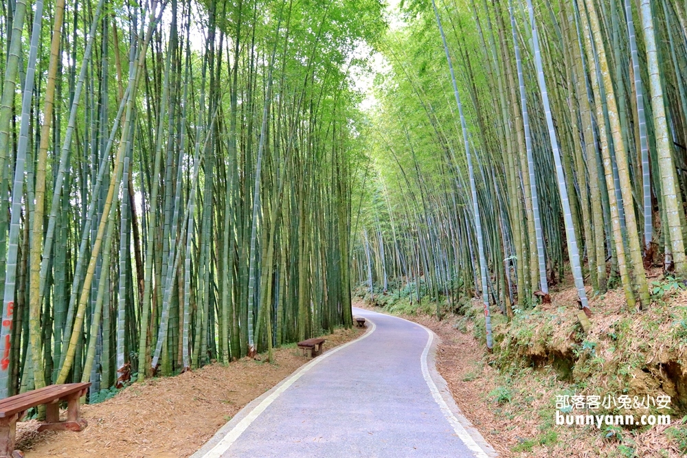 嘉義【瑞里綠色隧道】彷彿一秒飛到日本嵐山的竹林步道
