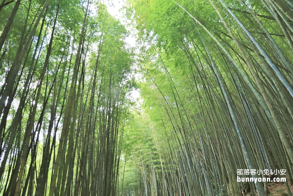 嘉義【瑞里綠色隧道】美到像瞬間飛到日本嵐山！