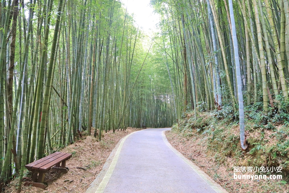 嘉義【瑞里綠色隧道】美到像瞬間飛到日本嵐山！
