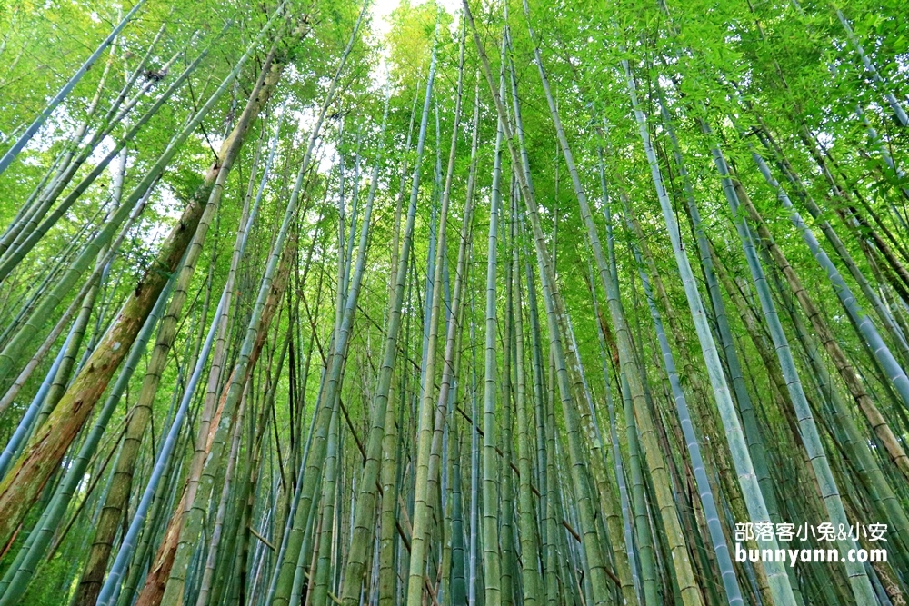 嘉義【瑞里綠色隧道】美到像瞬間飛到日本嵐山！