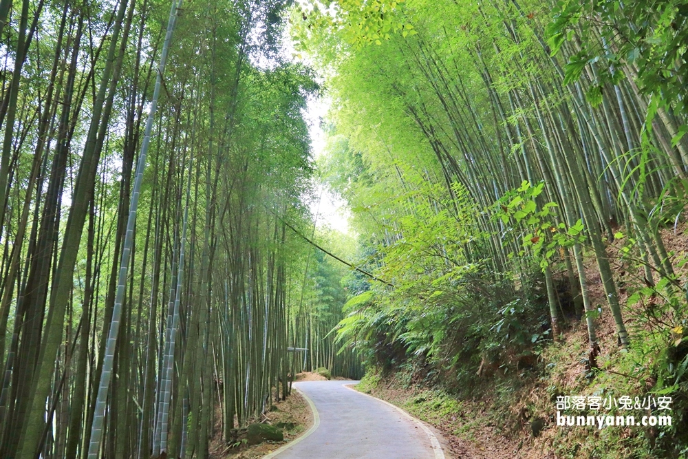 嘉義【瑞里綠色隧道】美到像瞬間飛到日本嵐山！
