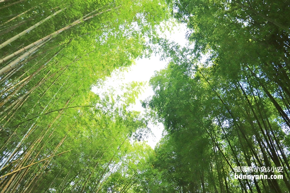 嘉義【瑞里綠色隧道】美到像瞬間飛到日本嵐山！