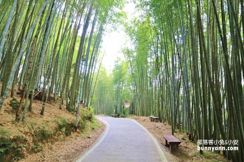 嘉義【瑞里綠色隧道】美到像瞬間飛到日本嵐山！