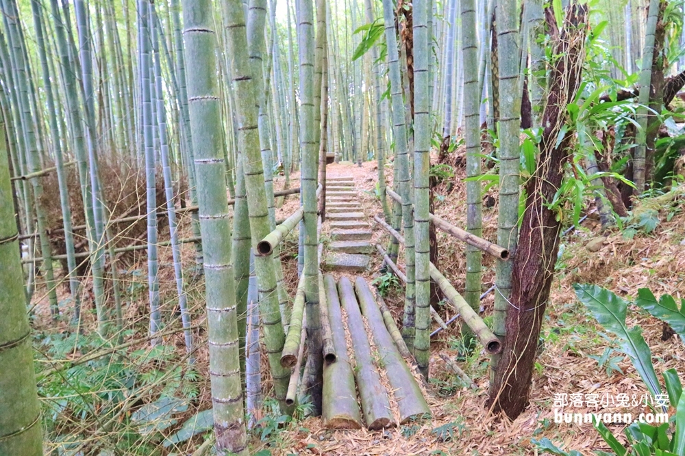 嘉義【瑞里綠色隧道】美到像瞬間飛到日本嵐山！