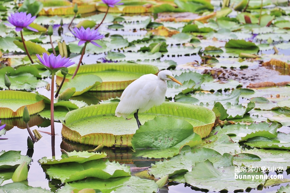 花蓮景點蓮城蓮花園，免費請你喝大壺蓮花茶，還可戲水跟餵魚