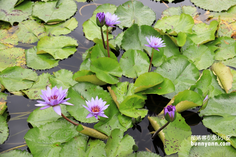 花蓮景點蓮城蓮花園，免費請你喝大壺蓮花茶，還可戲水跟餵魚