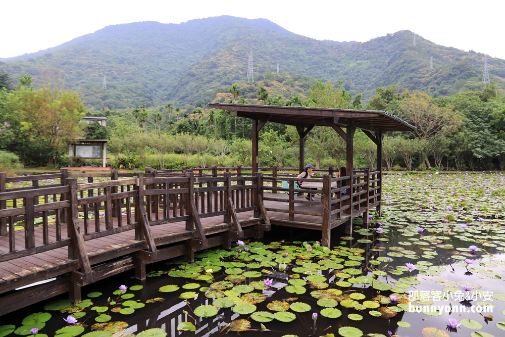 花蓮景點蓮城蓮花園，免費請你喝大壺蓮花茶，還可戲水跟餵魚