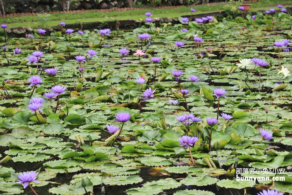 花蓮景點蓮城蓮花園，免費請你喝大壺蓮花茶，還可戲水跟餵魚