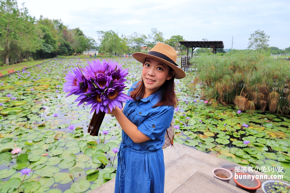 花蓮景點蓮城蓮花園，免費請你喝大壺蓮花茶，還可戲水跟餵魚