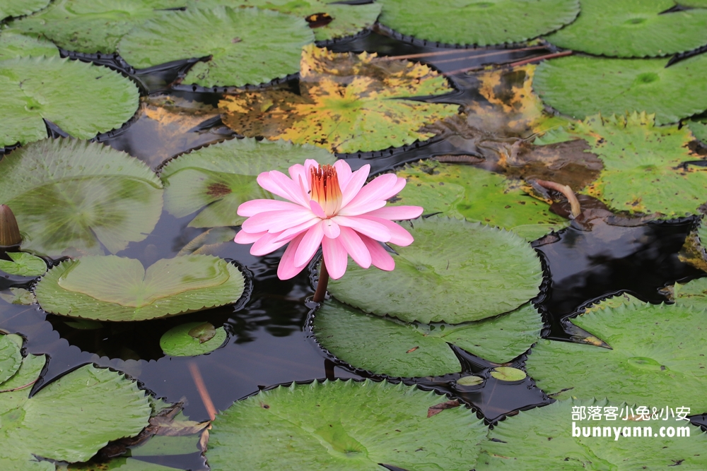 花蓮景點蓮城蓮花園，免費請你喝大壺蓮花茶，還可戲水跟餵魚