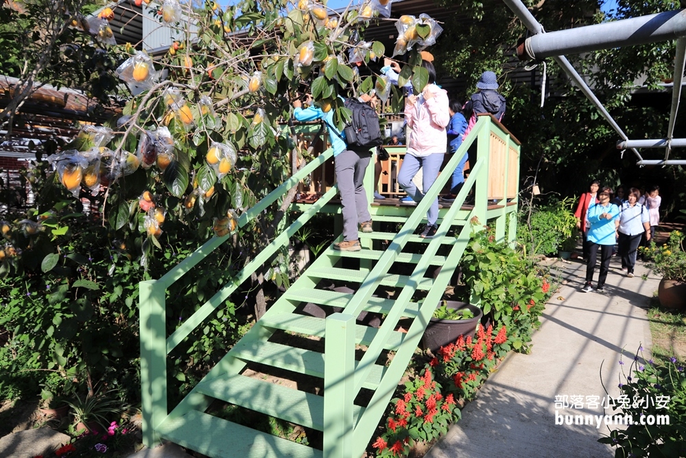 「金漢杮餅教育農園」古早三合院與金黃曬柿子場景超美!!