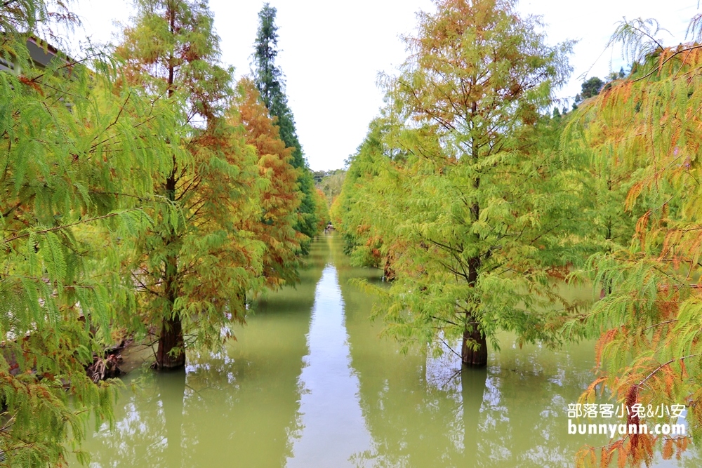 苗栗【三灣落羽松】秘境莊園漸層色水上落羽松林，附近景點美食一日遊