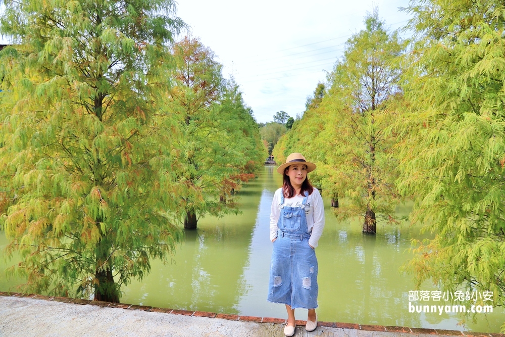 苗栗【三灣落羽松】秘境莊園漸層色水上落羽松林，附近景點美食一日遊