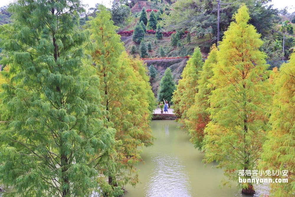 苗栗【三灣落羽松】秘境莊園漸層色水上落羽松林，附近景點美食一日遊