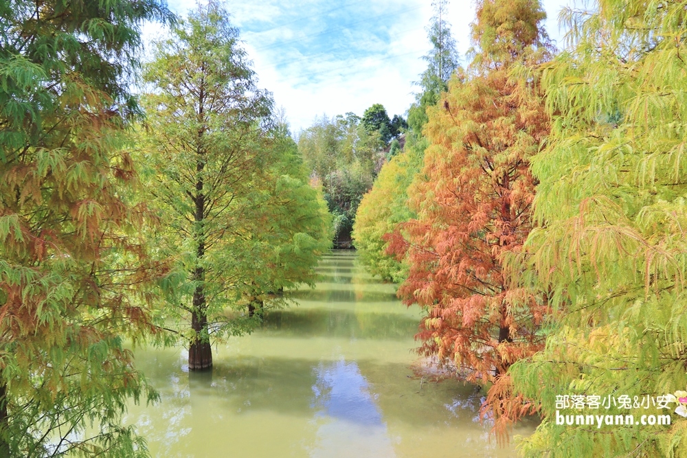 苗栗【三灣落羽松】秘境莊園漸層色水上落羽松林，附近景點美食一日遊