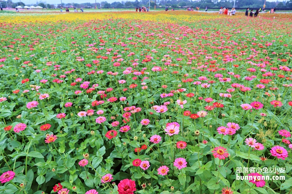 2024【新社花海】推薦超過20個花海附近景點從城堡及餐廳玩到森林花園