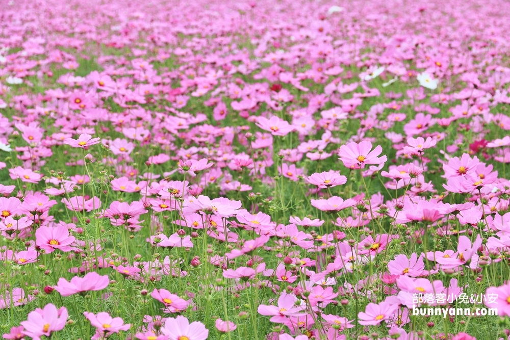2024【新社花海】推薦超過20個花海附近景點從城堡及餐廳玩到森林花園