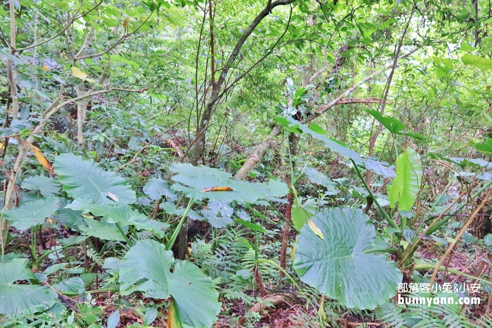花蓮瀑布森林浴，撒固兒步道入門級森林步道，十分鐘輕鬆賞飛瀑