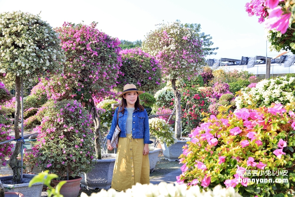 彰化》免費開放！輝豐園藝絕美花世界，夢幻九重葛之家保證拍到相機沒電！
