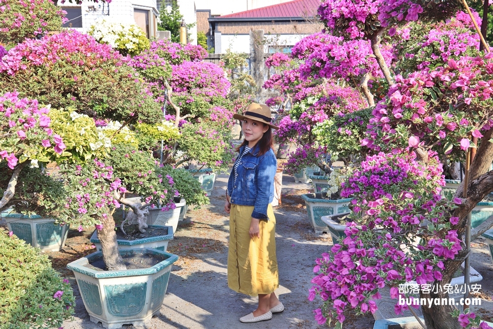 彰化》免費開放！輝豐園藝絕美花世界，夢幻九重葛之家保證拍到相機沒電！
