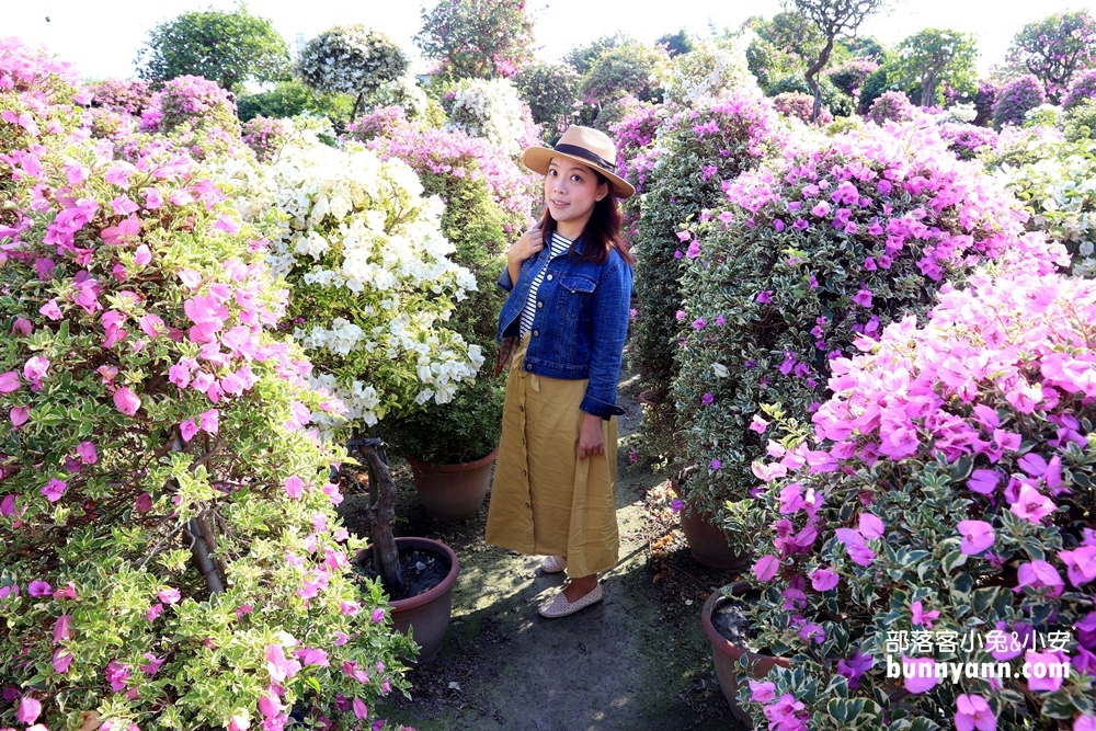 彰化》免費開放！輝豐園藝絕美花世界，夢幻九重葛之家保證拍到相機沒電！
