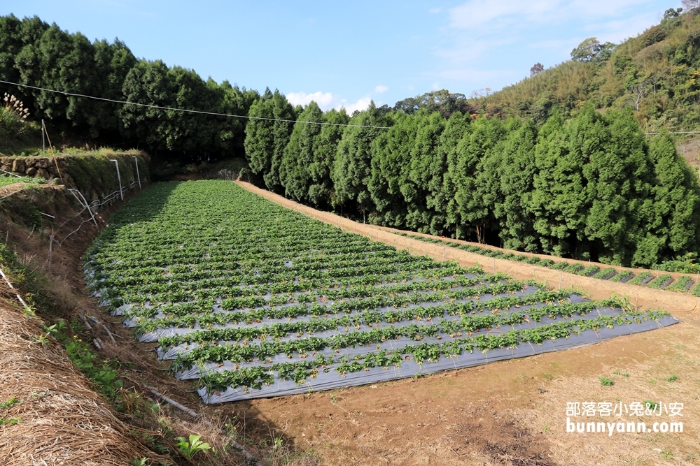 苗栗景點》大湖草莓季，馬拉邦山金鑽草莓園，蘋果草莓好甜！