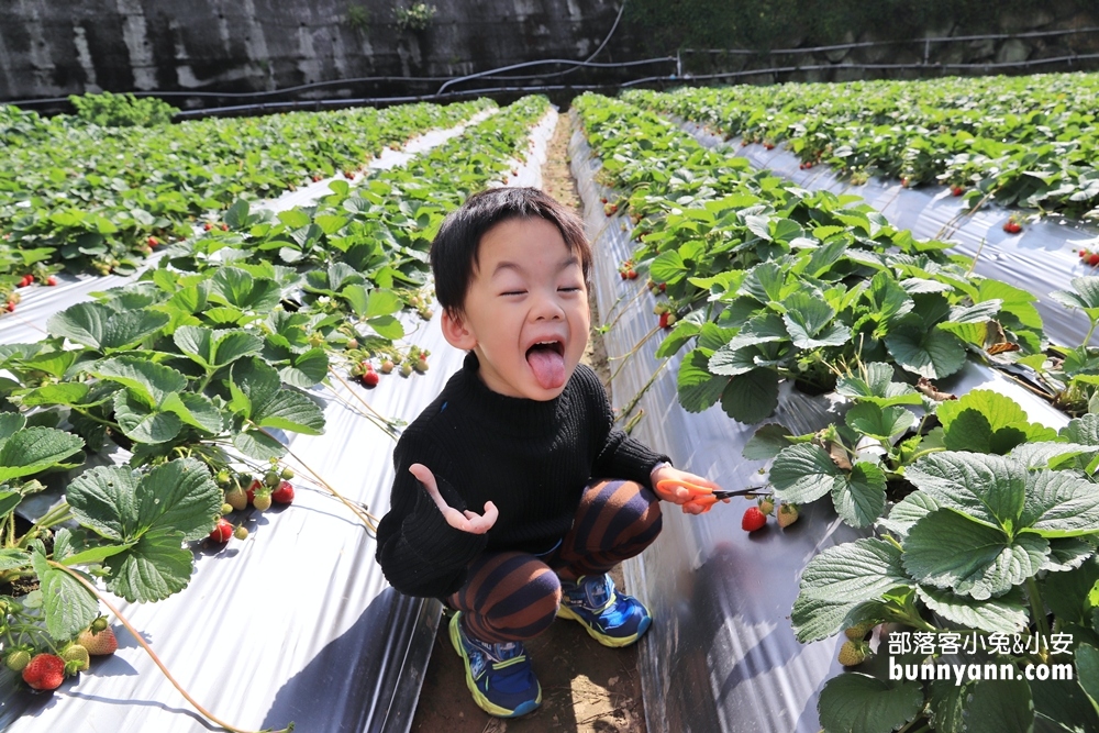 苗栗景點》大湖草莓季，馬拉邦山金鑽草莓園，蘋果草莓好甜！