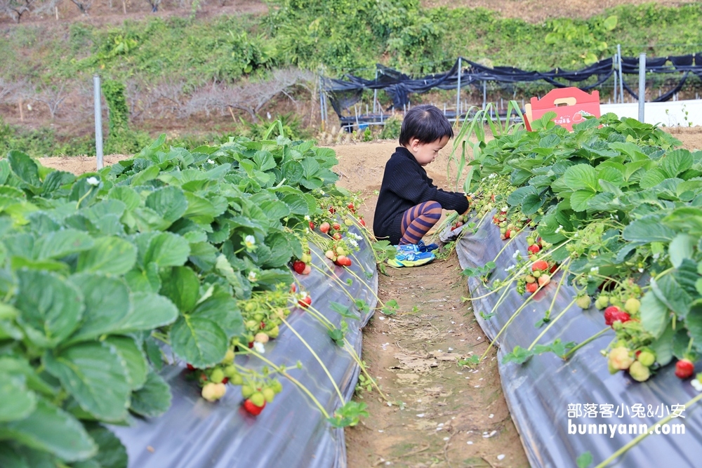 苗栗景點》大湖草莓季，馬拉邦山金鑽草莓園，蘋果草莓好甜！