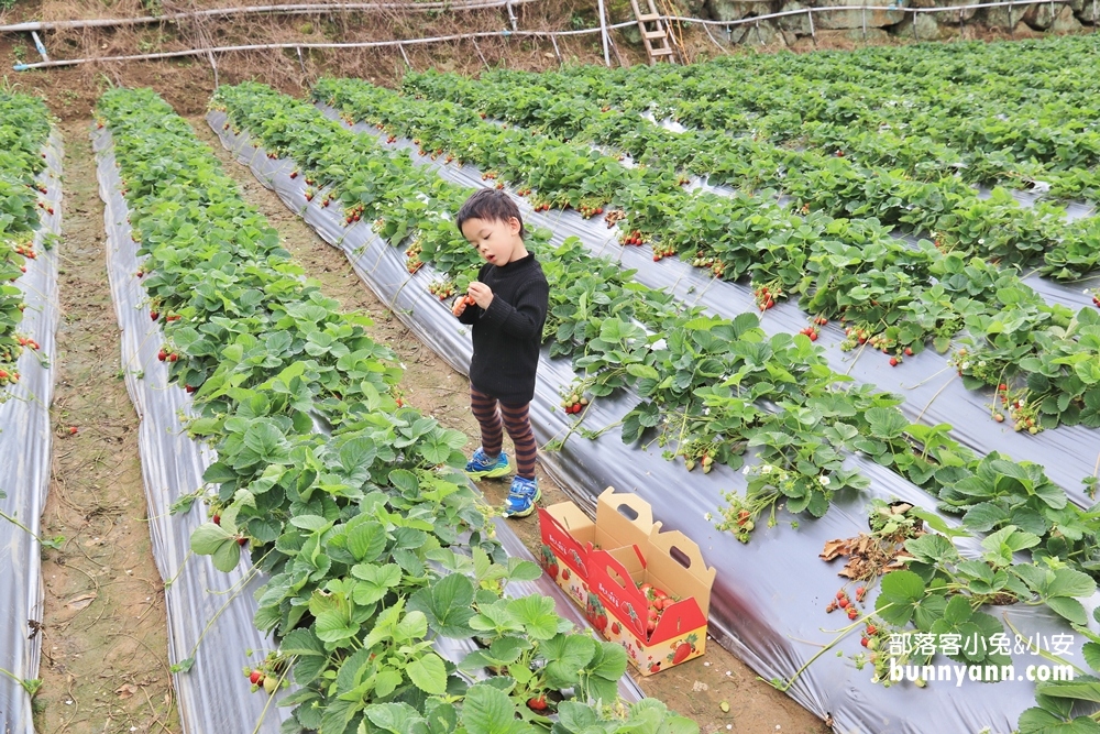 苗栗景點》大湖草莓季，馬拉邦山金鑽草莓園，蘋果草莓好甜！