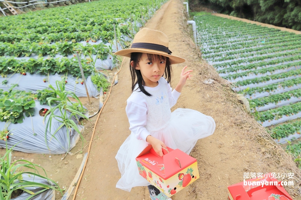 苗栗景點》大湖草莓季，馬拉邦山金鑽草莓園，蘋果草莓好甜！