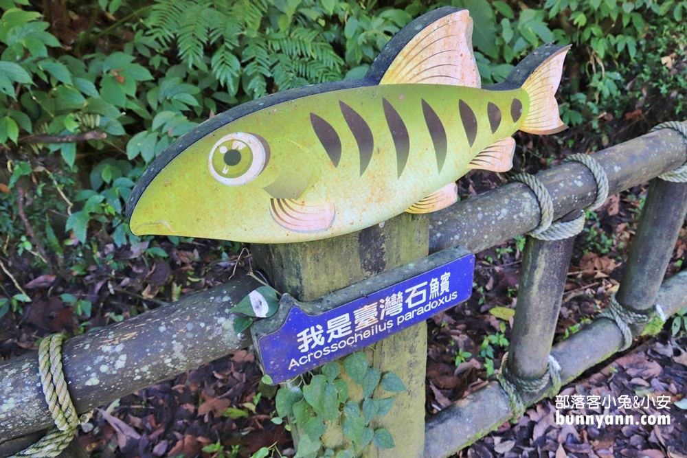 苗栗蓬萊溪護魚步道，漫步森林溪畔旁，大口呼吸森有氧