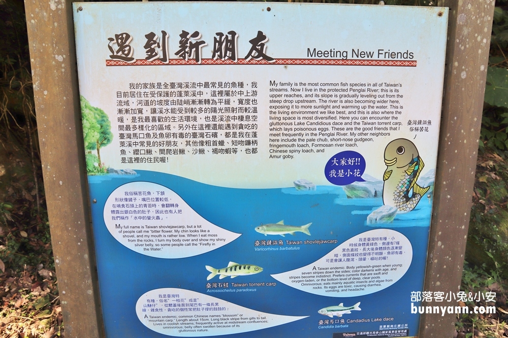 苗栗蓬萊溪護魚步道，漫步森林溪畔旁，大口呼吸森有氧