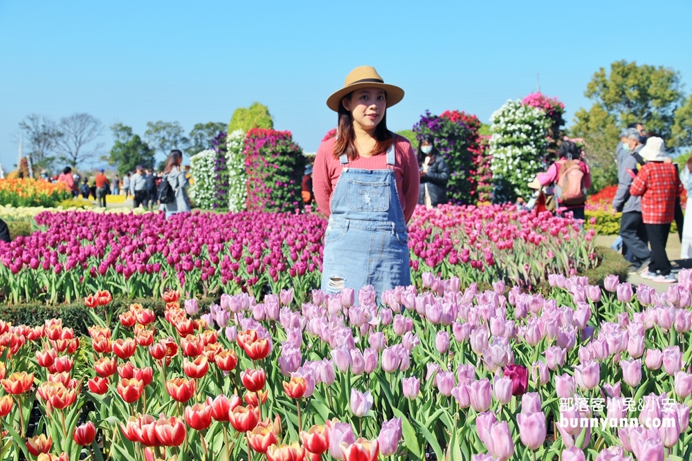 台中后里【中社觀光花市】有關於彩色花卉的夢幻花田