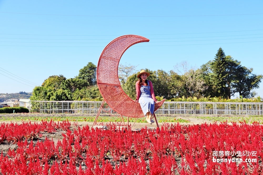 台中后里【中社觀光花市】有關於彩色花卉的夢幻花田
