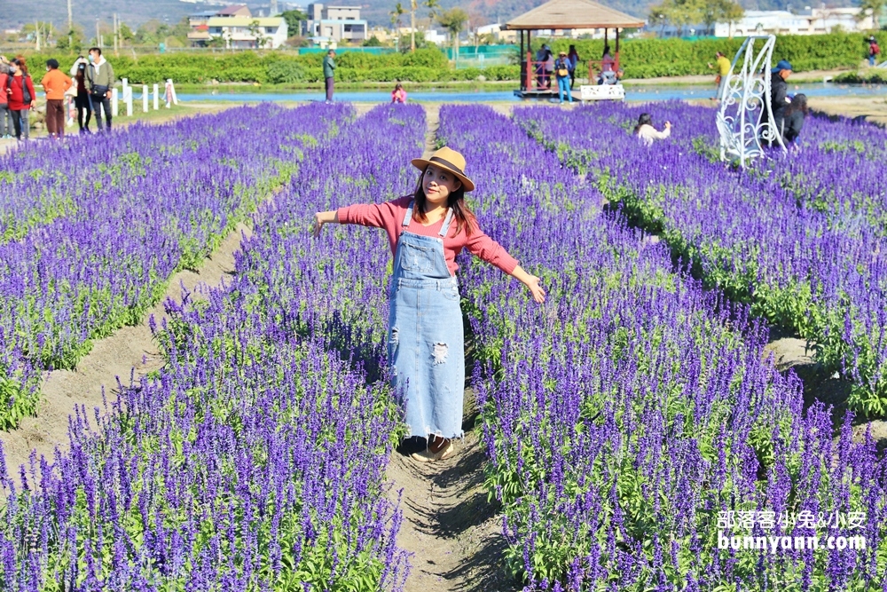 台中后里【中社觀光花市】有關於彩色花卉的夢幻花田
