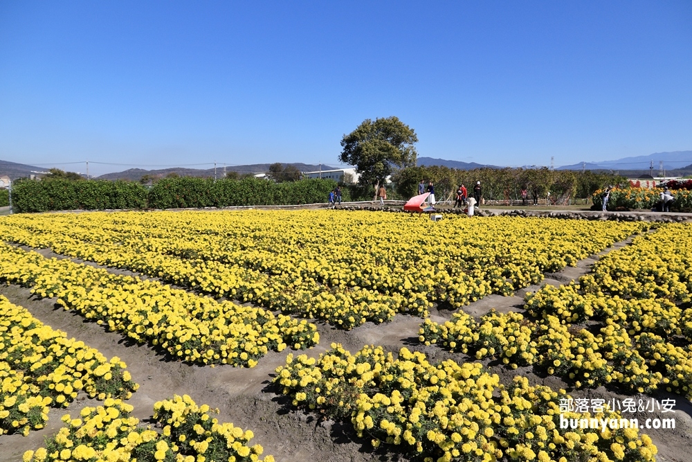 台中后里【中社觀光花市】有關於彩色花卉的夢幻花田