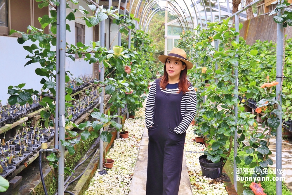 南投隱藏版「懶雲窩」扶桑花園區，美拍下午茶、踏青好愜意