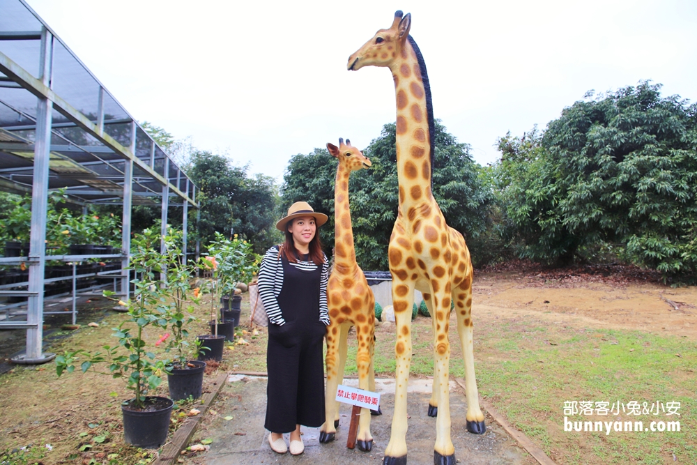南投隱藏版「懶雲窩」扶桑花園區，美拍下午茶、踏青好愜意