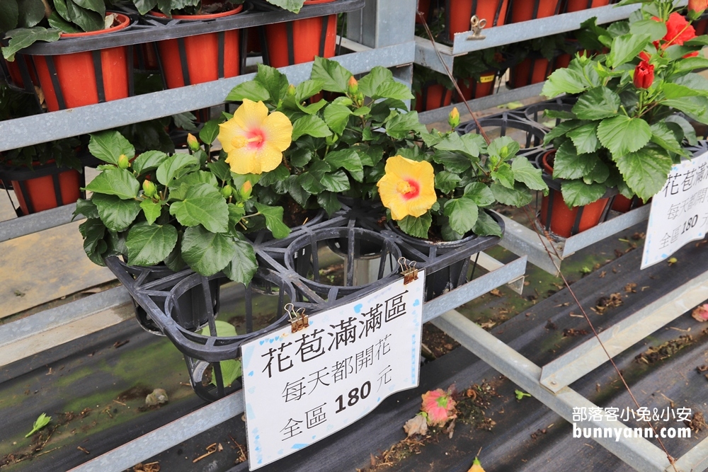 南投隱藏版「懶雲窩」扶桑花園區，美拍下午茶、踏青好愜意