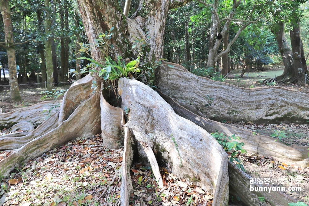 📍屏東【墾丁國家森林遊樂區】擁有天然海蝕洞步道的森林園區
