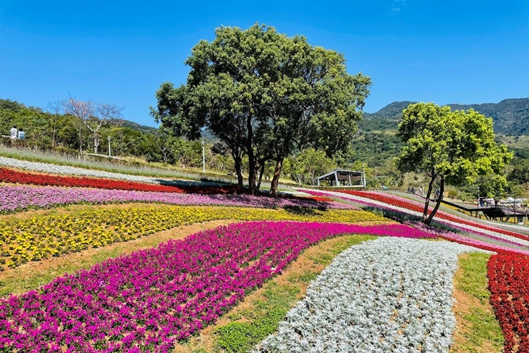 台北景點》最新小富良野花海！北投社三層崎公園私房賞花點，繽紛花毯鋪滿山丘～