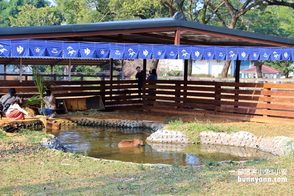 桃園》水豚君不睡覺！埔心牧場可愛動物好療癒，有梅花鹿、羊駝、兔子，戶外踏青去！