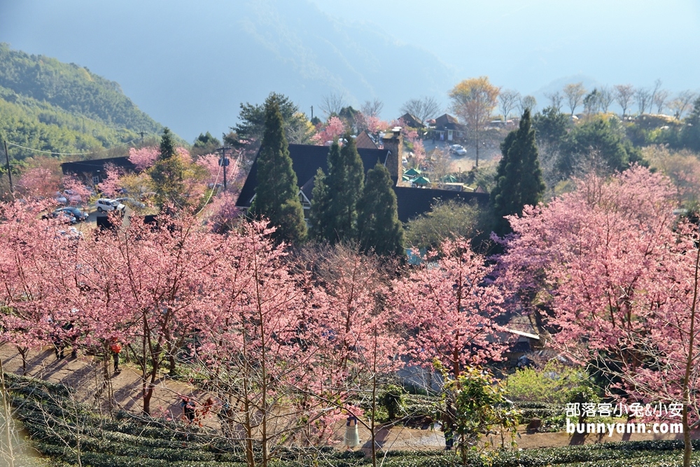 4.山上人家農場，新竹賞櫻花最佳地點