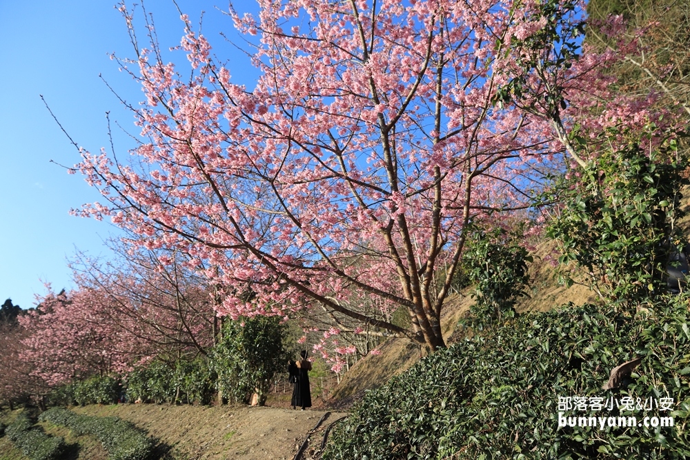 新竹戶外景點》山上人家森林農場，門票費用與一日遊這樣玩