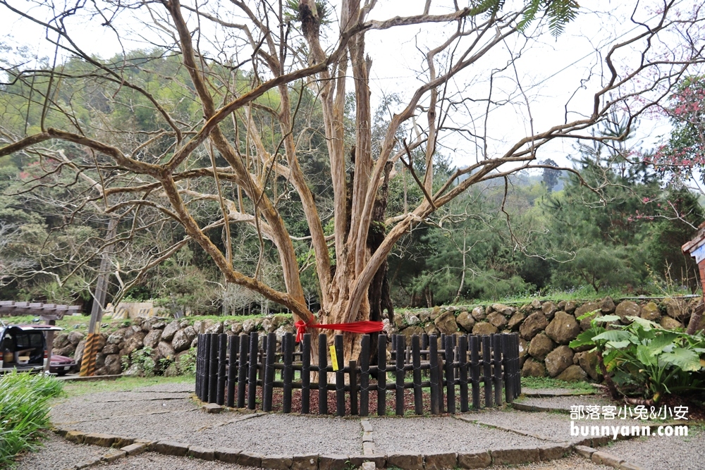 【石壁九芎公廟】雲林泡麵九芎公（九芎神木）廟內泡麵隨你吃