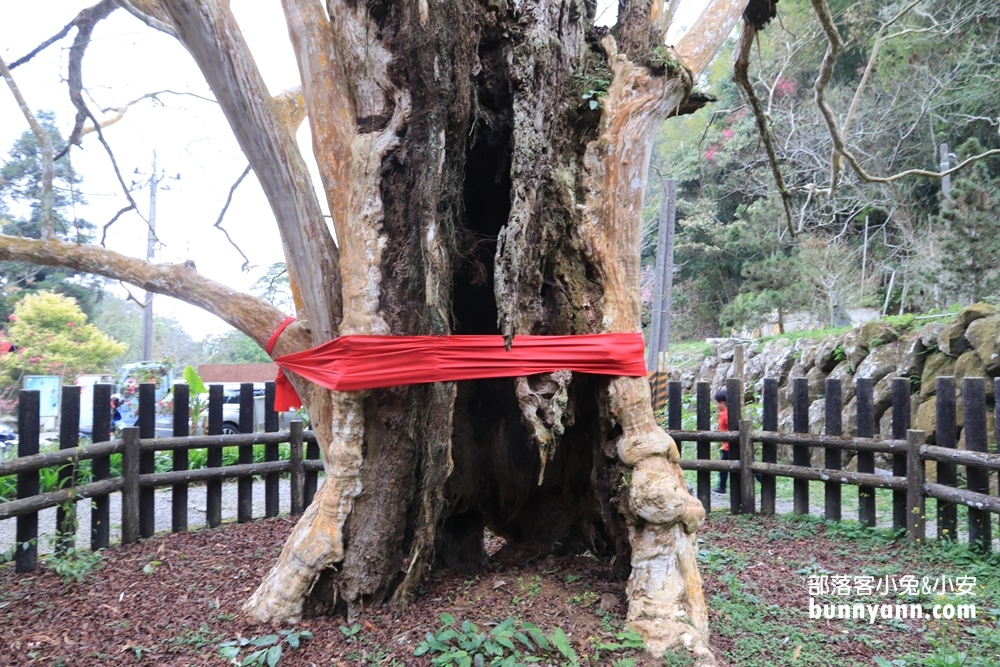 【石壁九芎公廟】雲林泡麵九芎公（九芎神木）廟內泡麵隨你吃