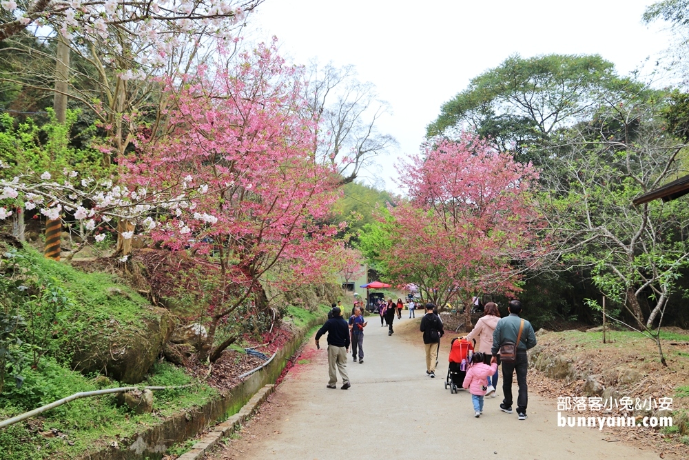 【石壁九芎公廟】雲林泡麵九芎公（九芎神木）廟內泡麵隨你吃