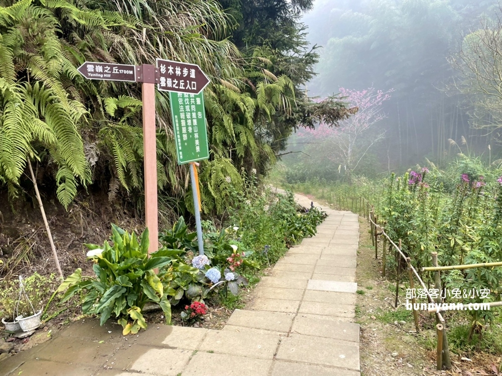 雲林草嶺【五元兩角】台版小京都嵐山竹林，走進美麗竹林隧道