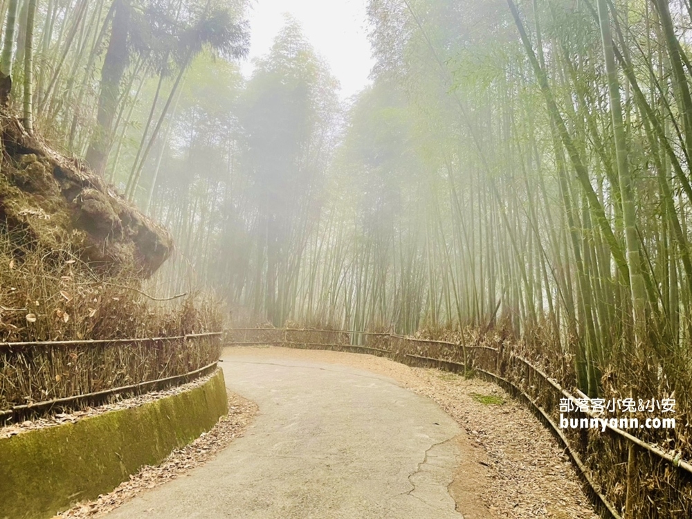 雲林草嶺【五元兩角】台版小京都嵐山竹林，走進美麗竹林隧道